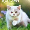 Katzen