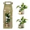 Aromatic Christmas Giftset small - Elegant Anthurium