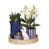 Botanical Giftset large - Sunset Blue