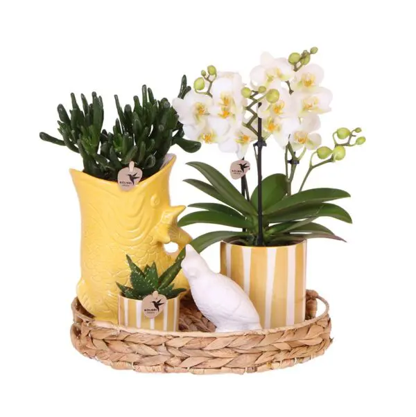 Botanical Giftset large - Sunset Yellow