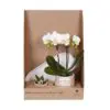 Botanical Giftset small - Mosaic Fusion