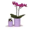 Botanical Giftset small - Royal Amethyst