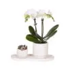 Botanical Giftset small - Serene Escape