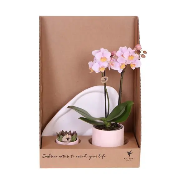 Botanical Giftset small - Soft Gradient