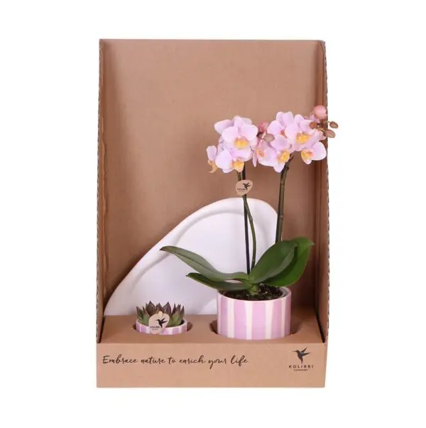 Botanical Giftset small - Sunset Pink