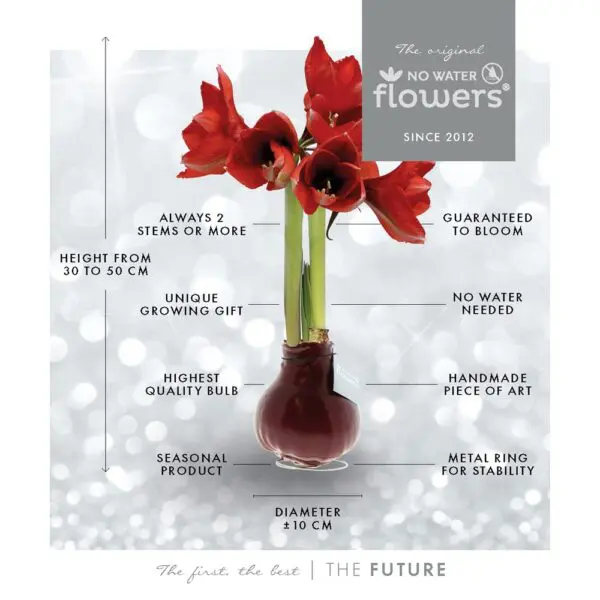 No Water Flowers® - Fashionz Xmas Fun Classic