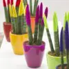 Sansevieria Topline® - Velvet Touchz® klein