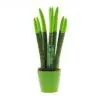 Sansevieria Topline® - Velvet Touchz® mittel