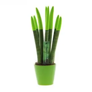 Sansevieria Topline® - Velvet Touchz® mittel