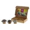 Tiny Treasurez® - Living candle trio im Briefkastenkarton