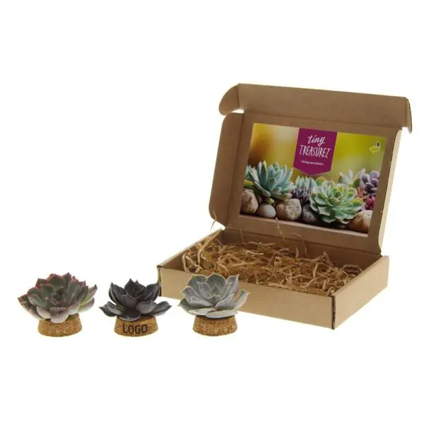 Tiny Treasurez® - Living candle trio im Briefkastenkarton