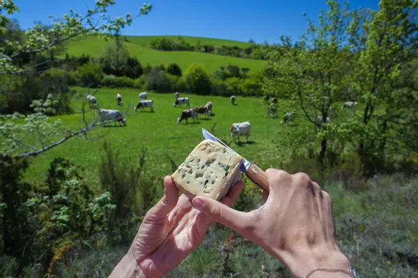 Taschenmesser Traditionelles 'Terroir', Olivenholz